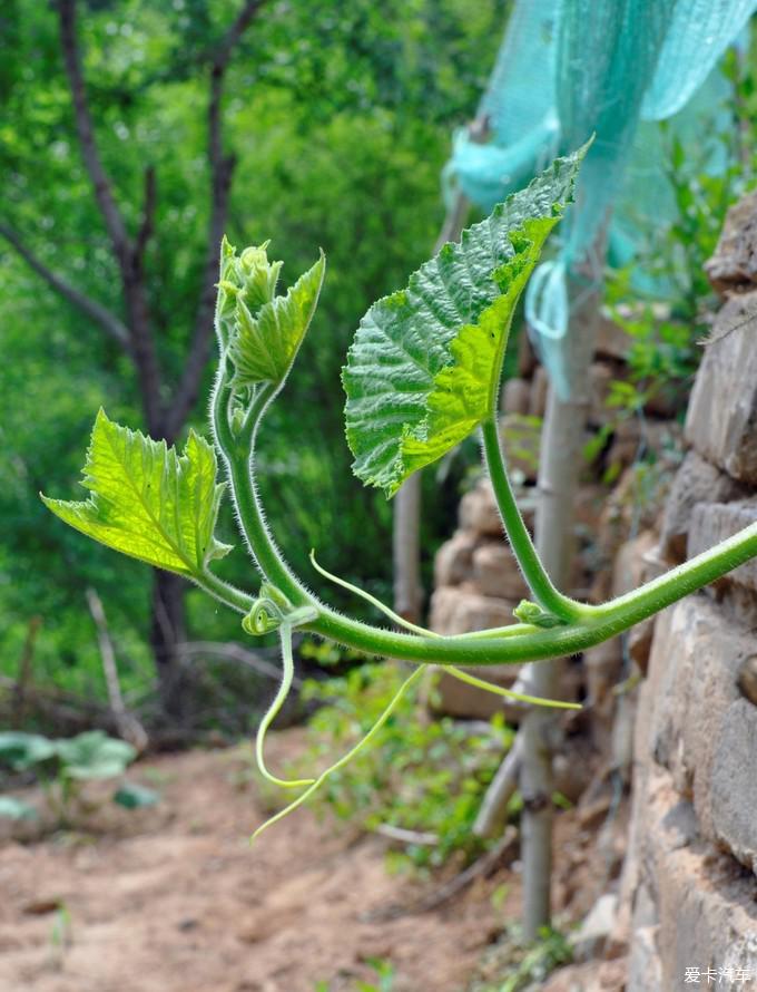 南瓜的藤蔓在舒展着,可惜就一棵.
