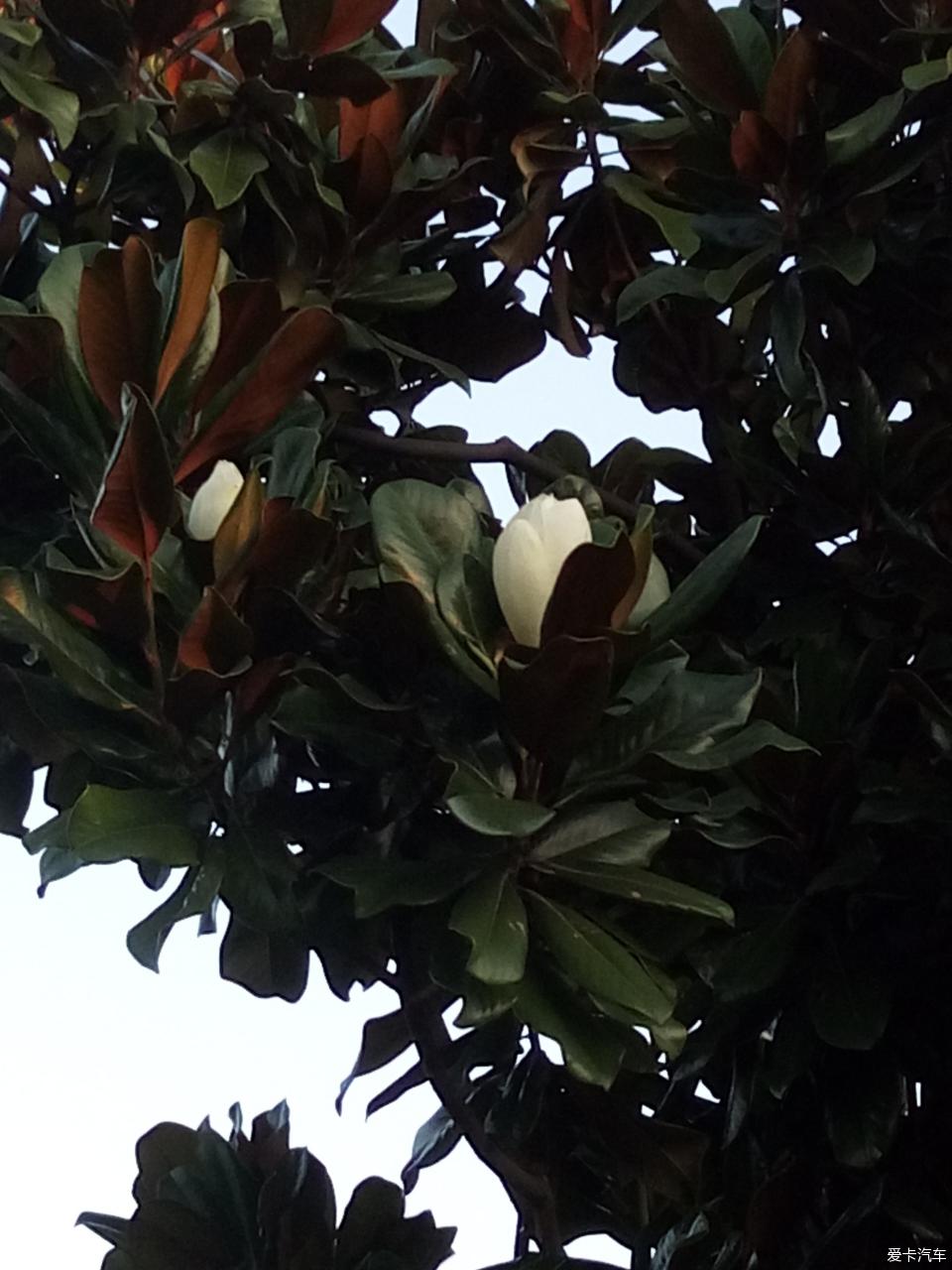 藏在树叶中的荷花玉兰