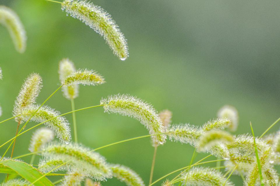 带露珠的狗尾巴草图片图片