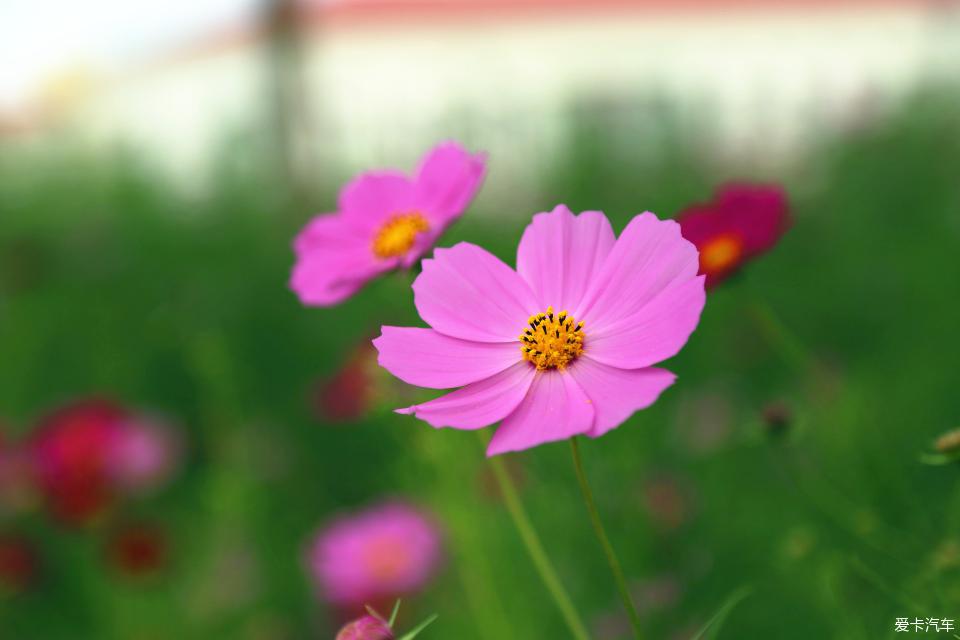 > 幸福吉祥之花—格桑花