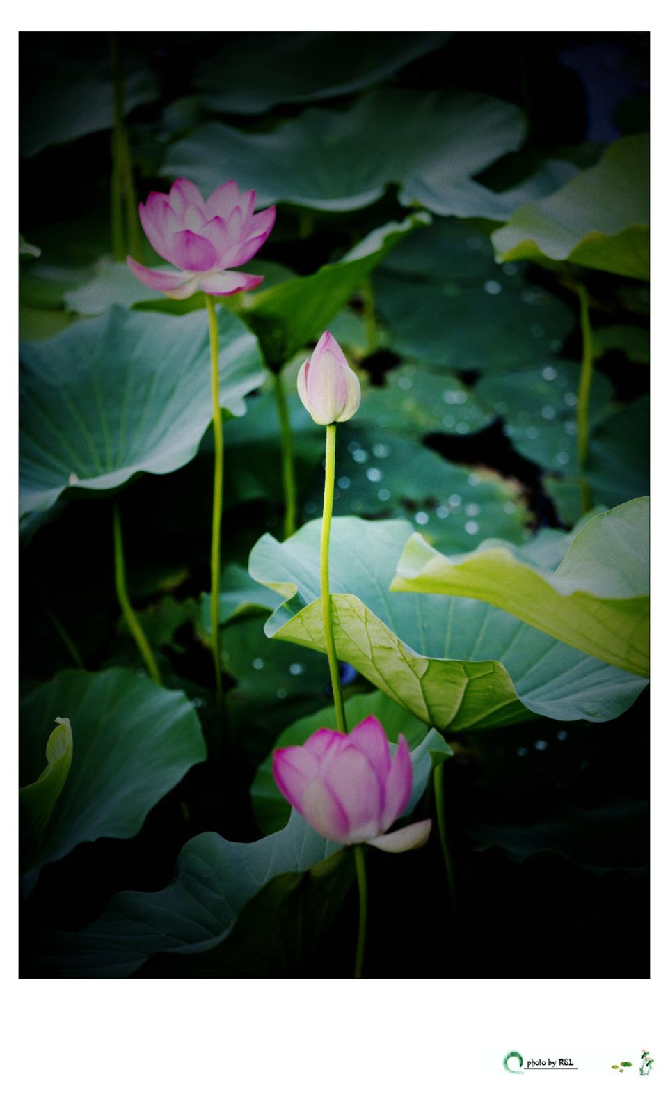 鳥雀呼晴,侵曉窺簷語.葉上初陽幹宿雨,水面清圓,一一風荷舉.