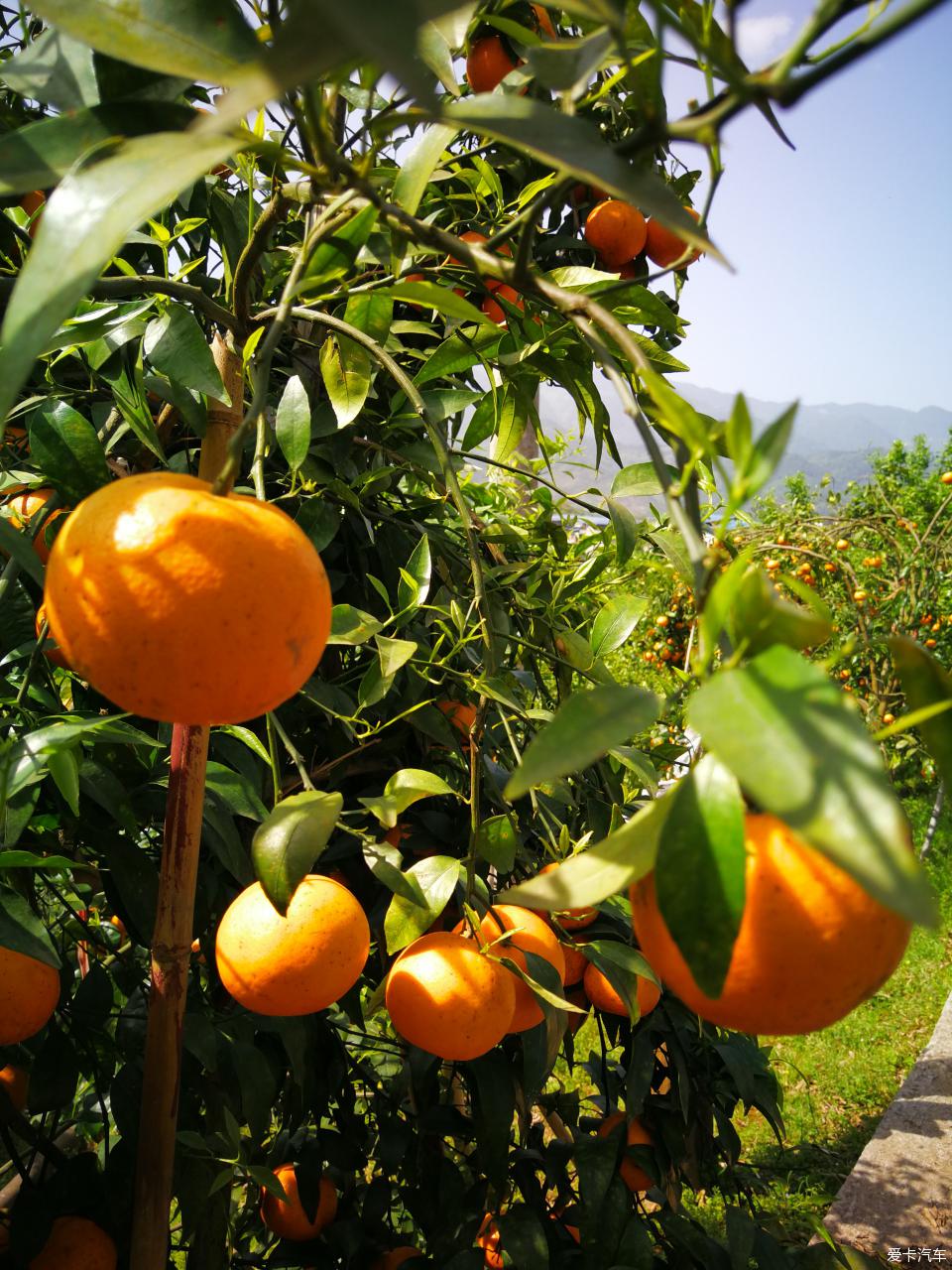 重庆开州柑橘图片