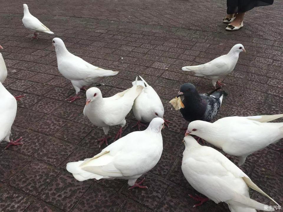 咕咕广场上很多鸽子,灰鸽子叼着我做的面包,馋来了一群鸽子