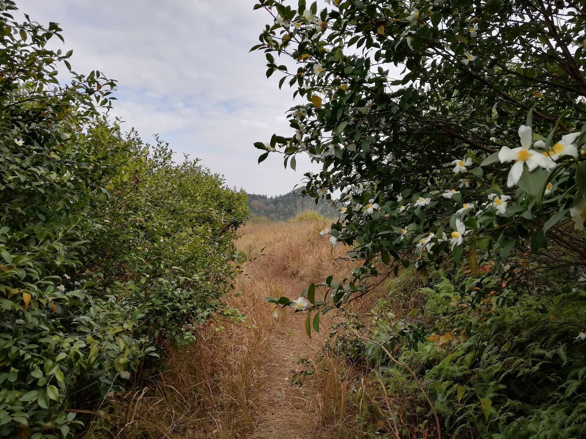 宁静纯朴古村落游麻城丫头山村