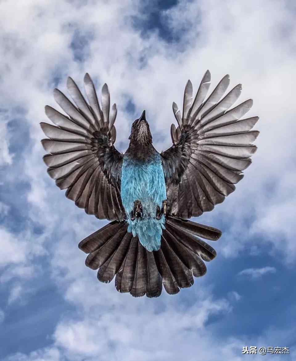鸟贵有翼 而且羽展之际是鸟最漂亮的时候 四川论坛 爱卡汽车网论坛