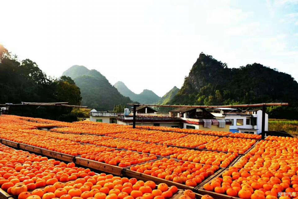 2020年广西恭城柿子节图片