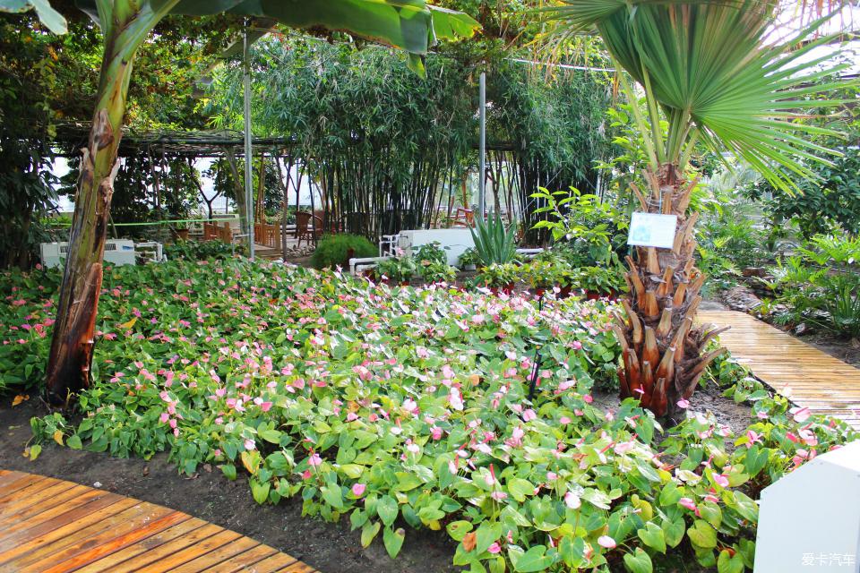 神农热带植物园图片