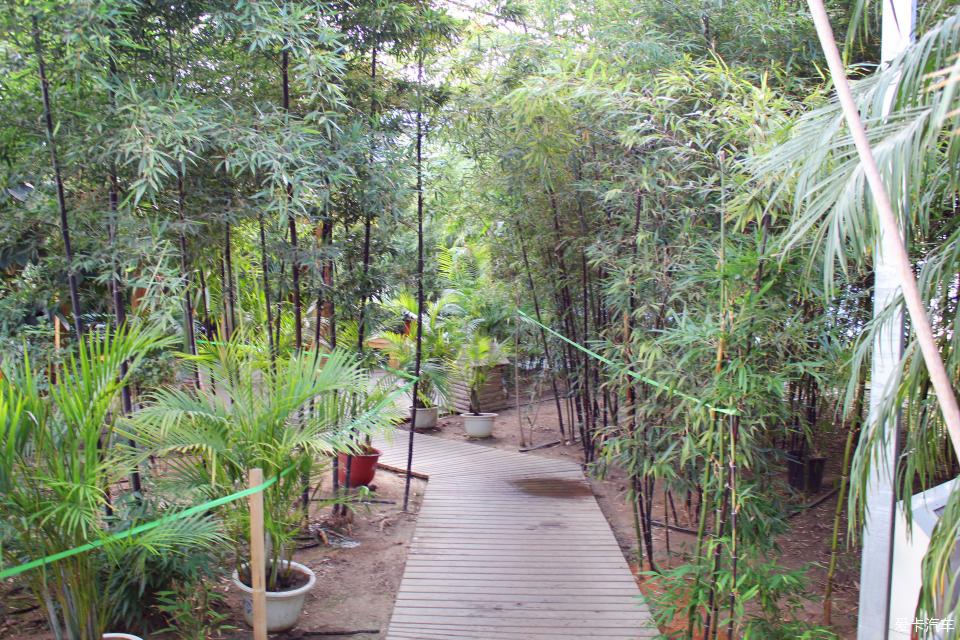 神农热带植物园图片