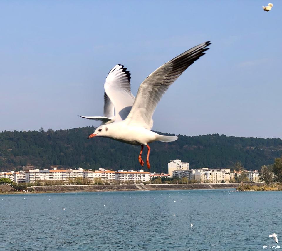 绵阳东原大桥的海鸥图片