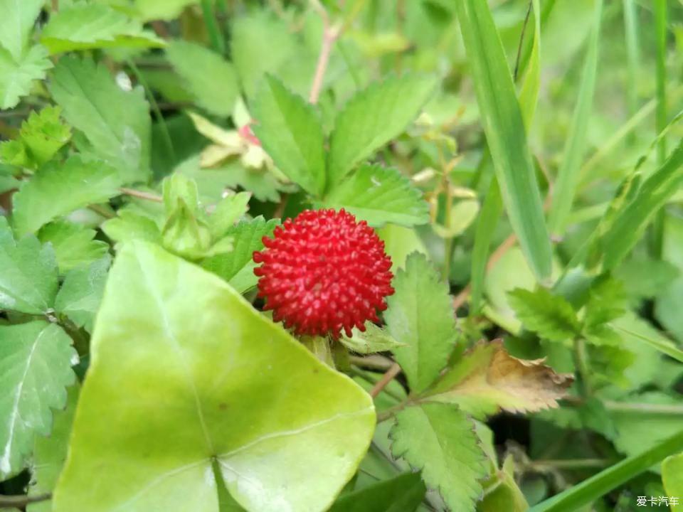 紅蛇果,據說蛇吃著東西,難道蛇還是吃草的嗎?