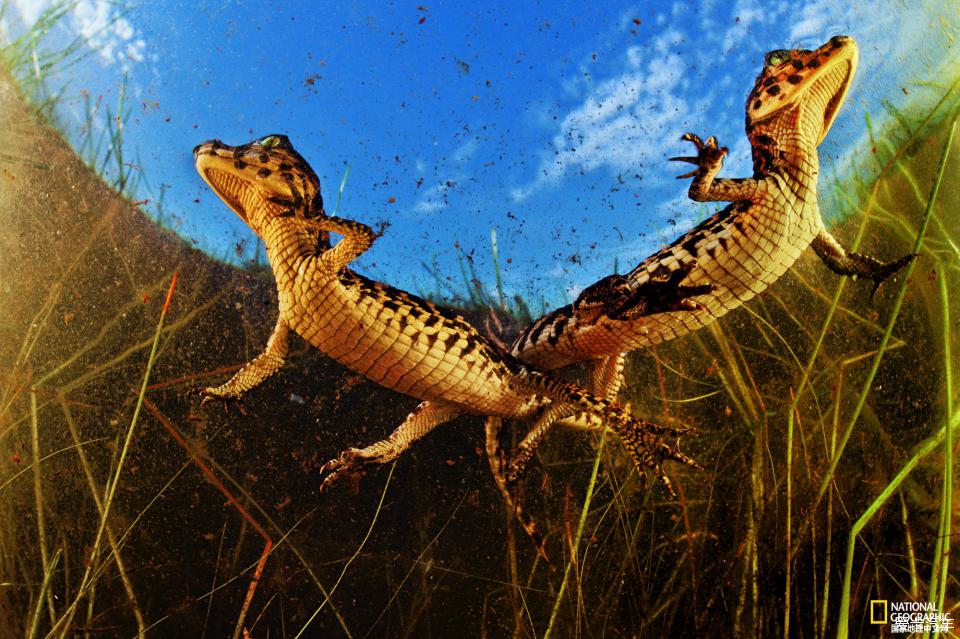 影像记录:巴西境内的巴拉圭凯门鳄
