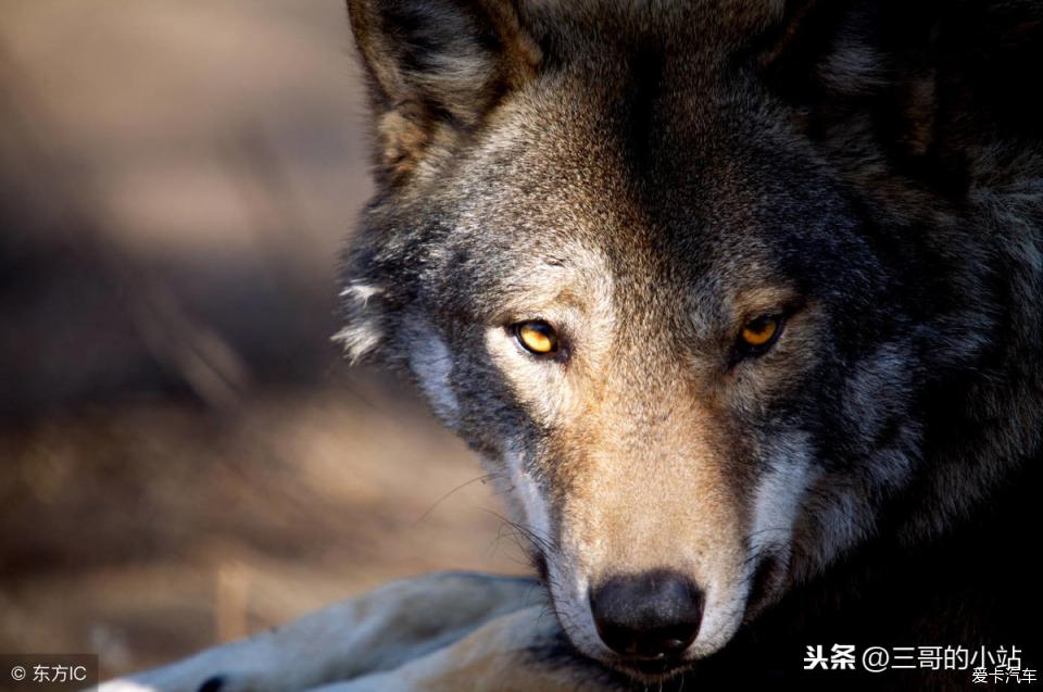 狼的眼神 杀气 冰冷图片