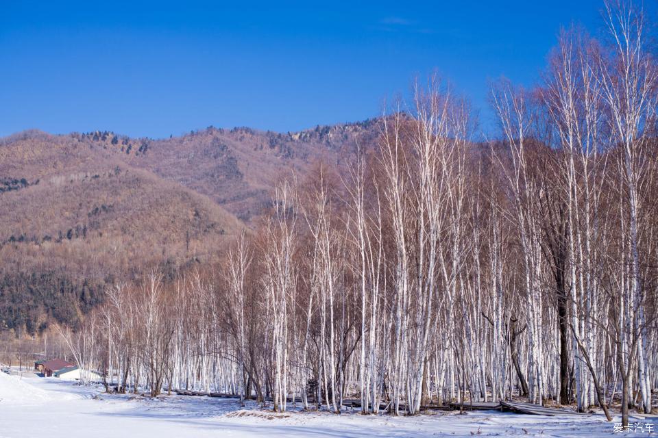 山下是一片白樺林,順著滑雪場的棧道就可以下山.