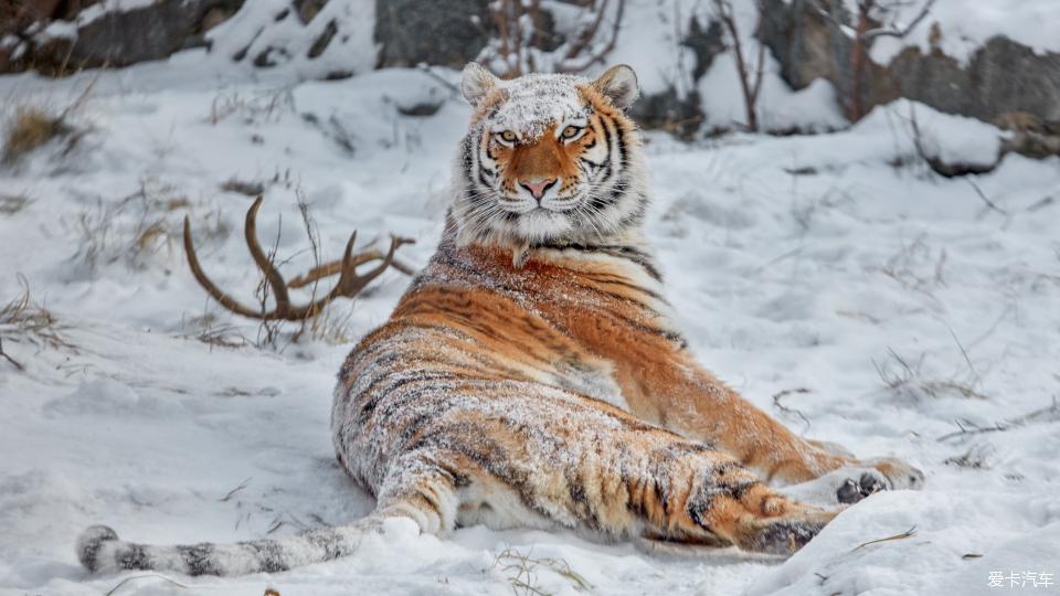 威猛又不失优雅野生猫科动物摄影美图欣赏