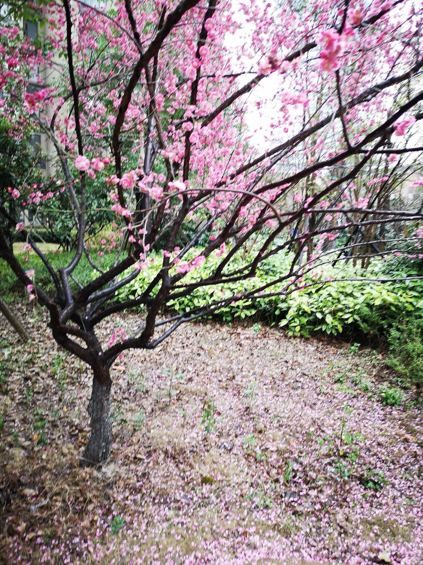 夜來風雨聲花落知多少