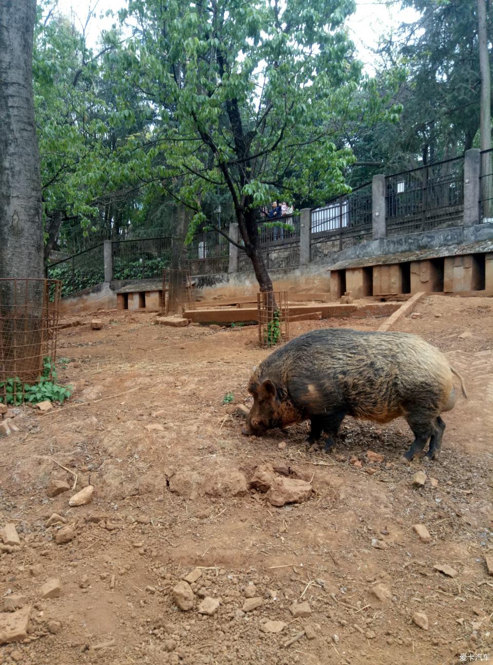 陽春三月圓通山看動物