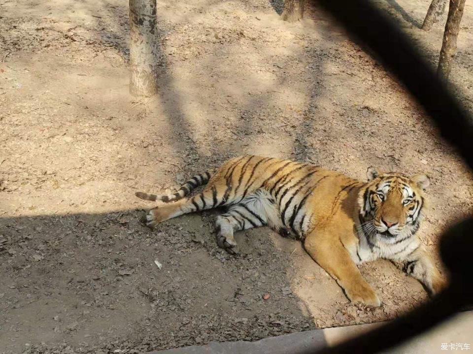 進入正題,來動物園當然要看看動物啊,猛獸散養區的大腦斧,你在和我