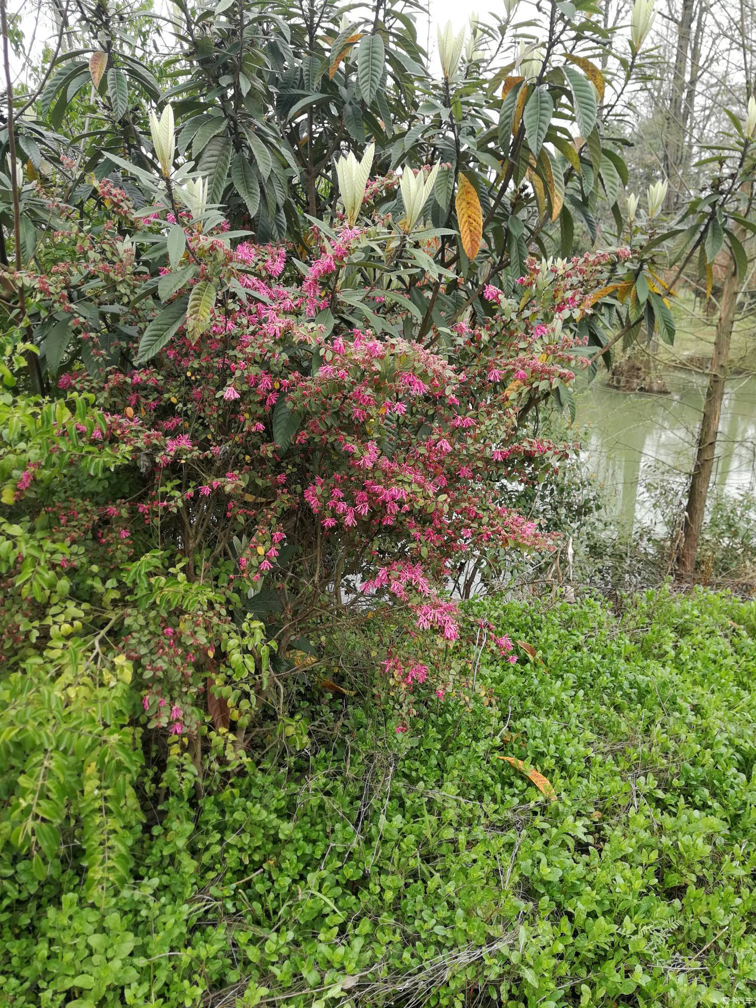 马鞍山市市花图片