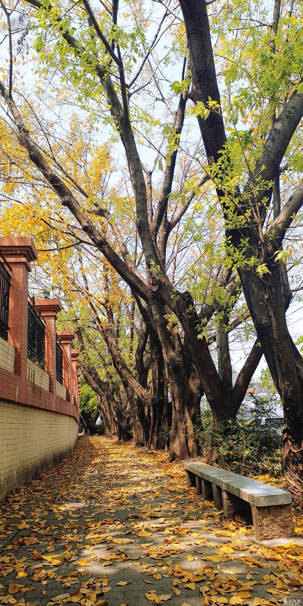 芳林新叶催陈叶