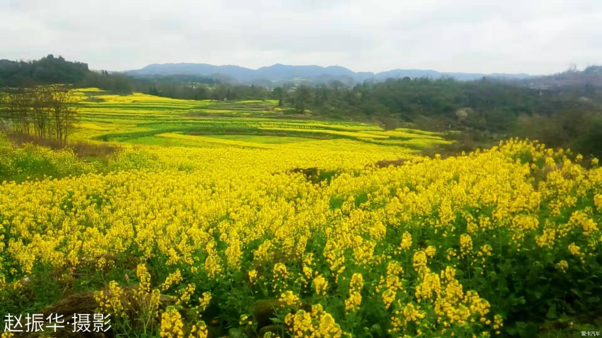 贵州安顺油菜花图片