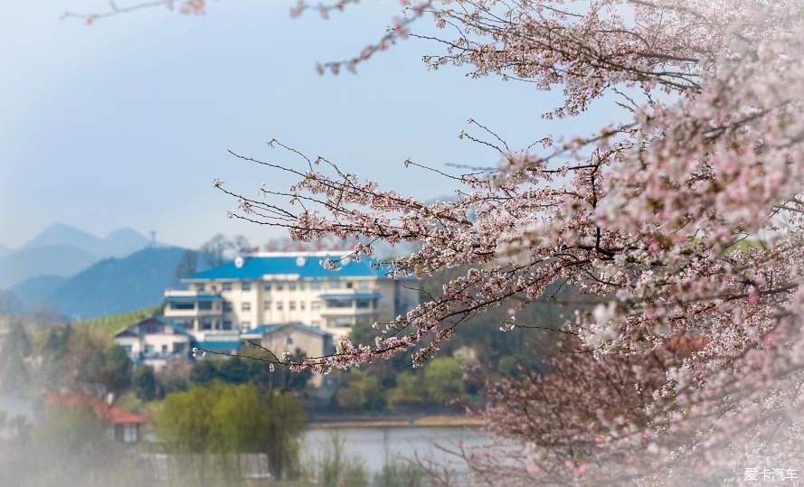 【春天里】赏贵安新区万亩樱花园。