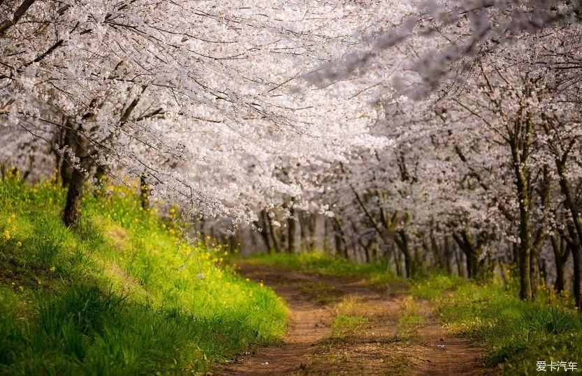 【春天里】赏贵安新区万亩樱花园。