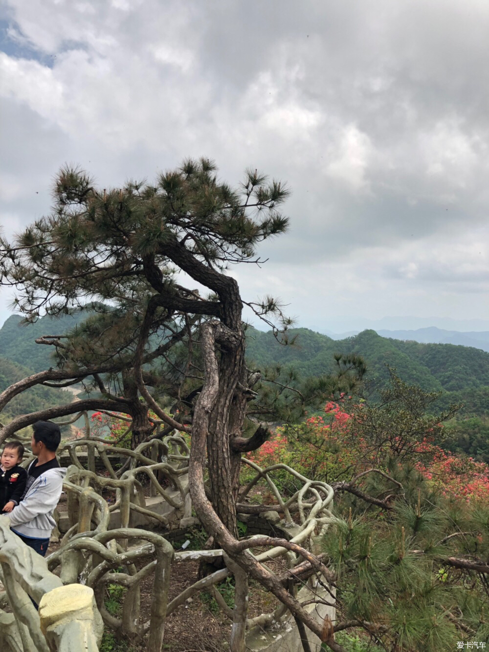 通山大幕山杜鹃花地址图片