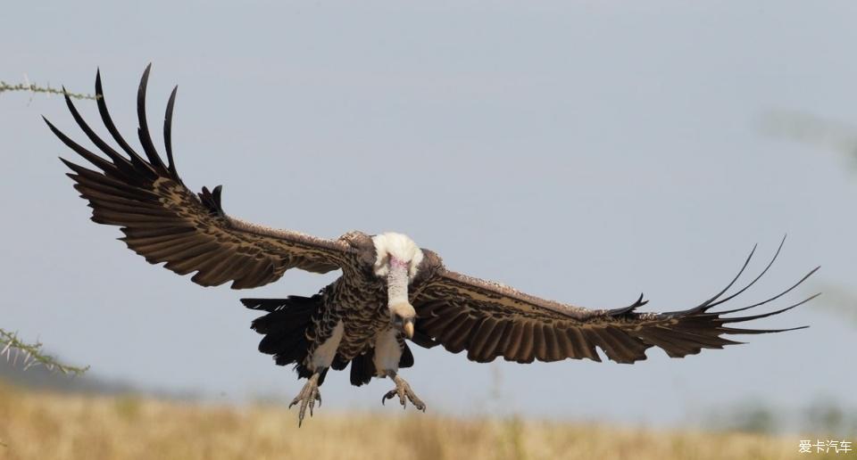 世界上飞得最高的鸟黑白兀鹫