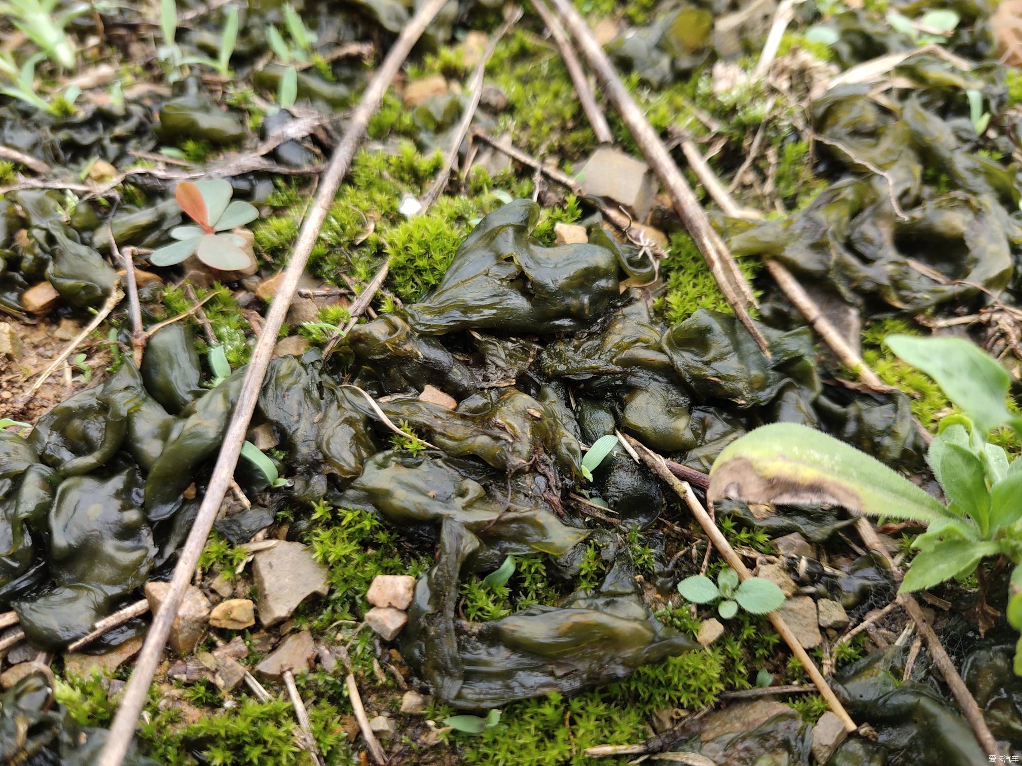 雷公菌菇图片图片