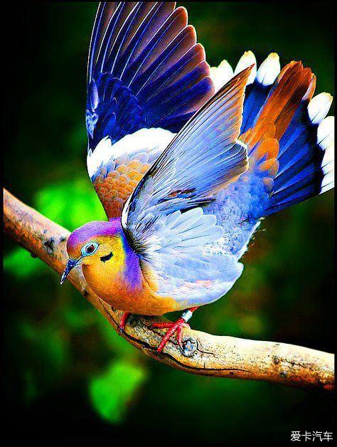 美丽的小鸟大自然的精灵