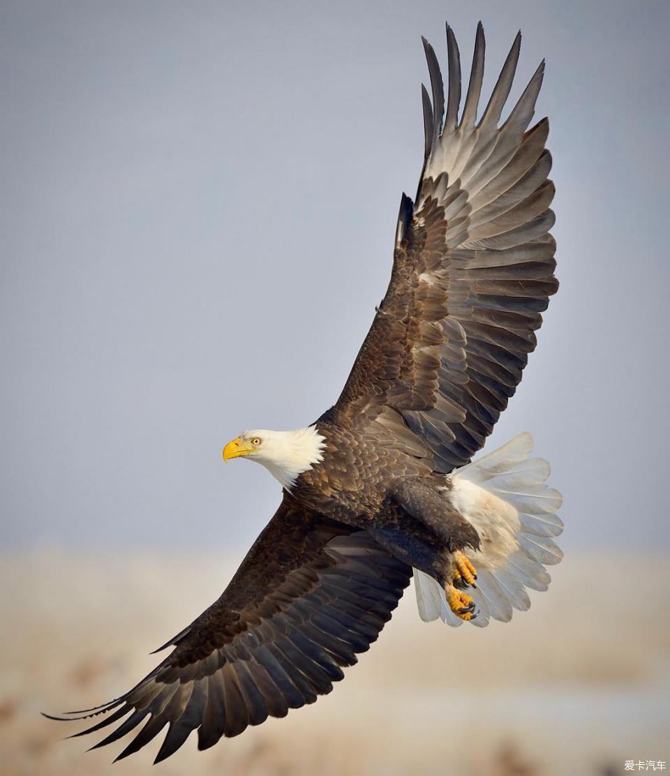 鸟类摄影之翱翔的雄鹰和飞翔的精灵你会喜欢吗