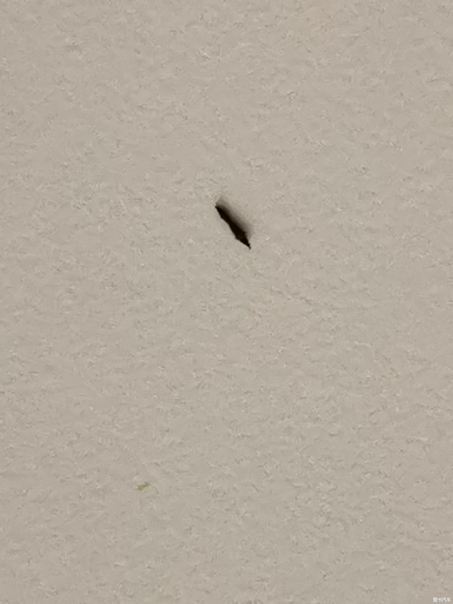 天花板发现这种黑色小虫子,大家帮忙看看是什么虫啊?