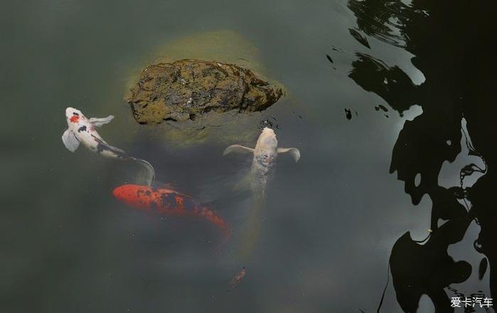 魚兒魚兒水中游