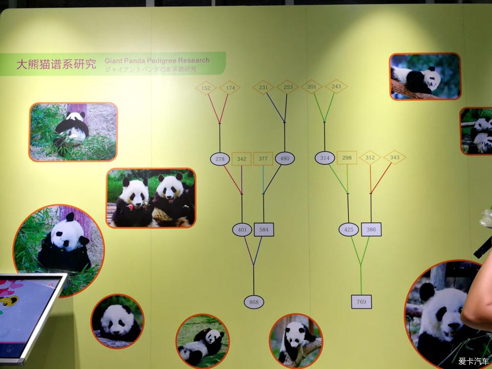 缤纷夏日父子游成都之三成都大熊猫繁育研究基地