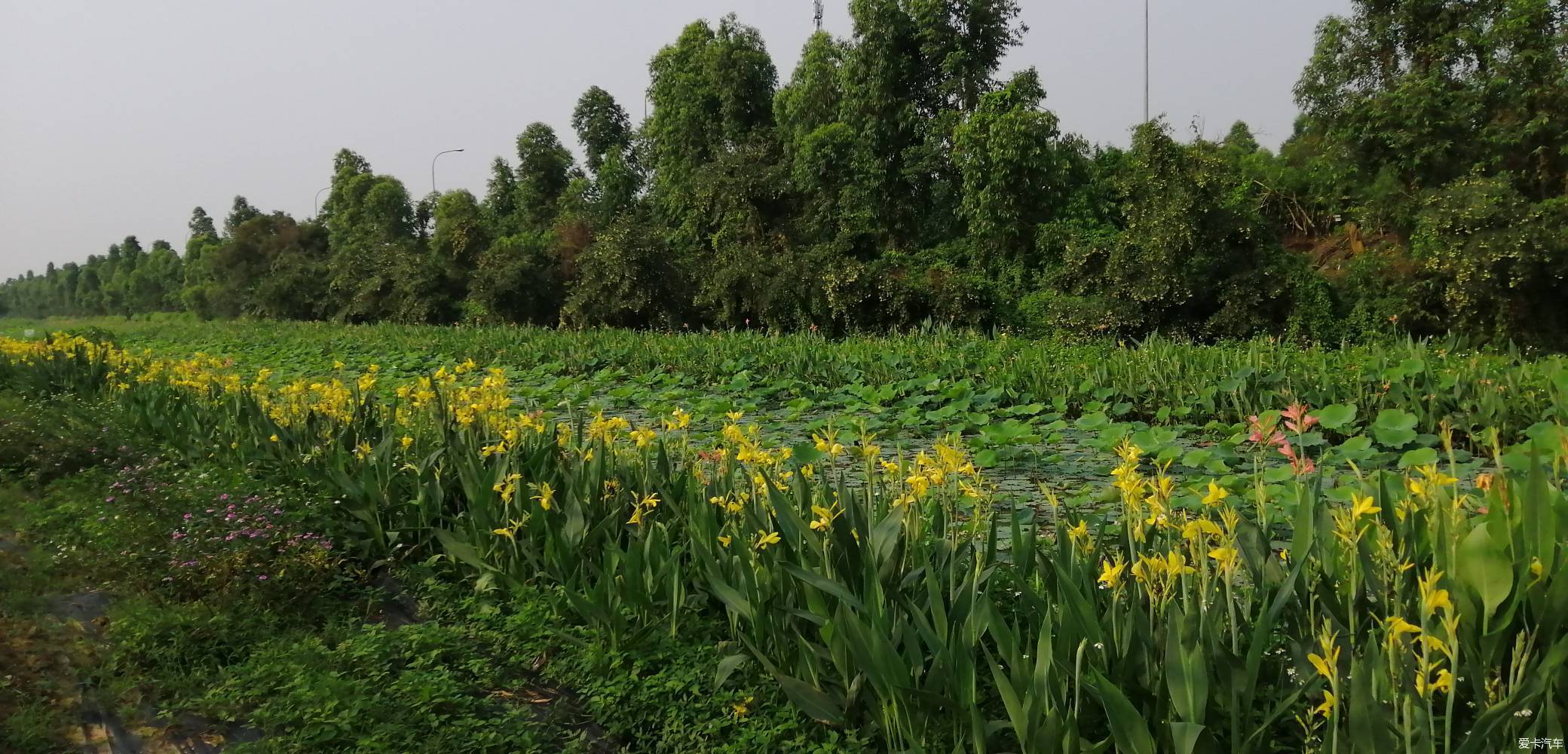 广州东涌绿道湿地公园图片