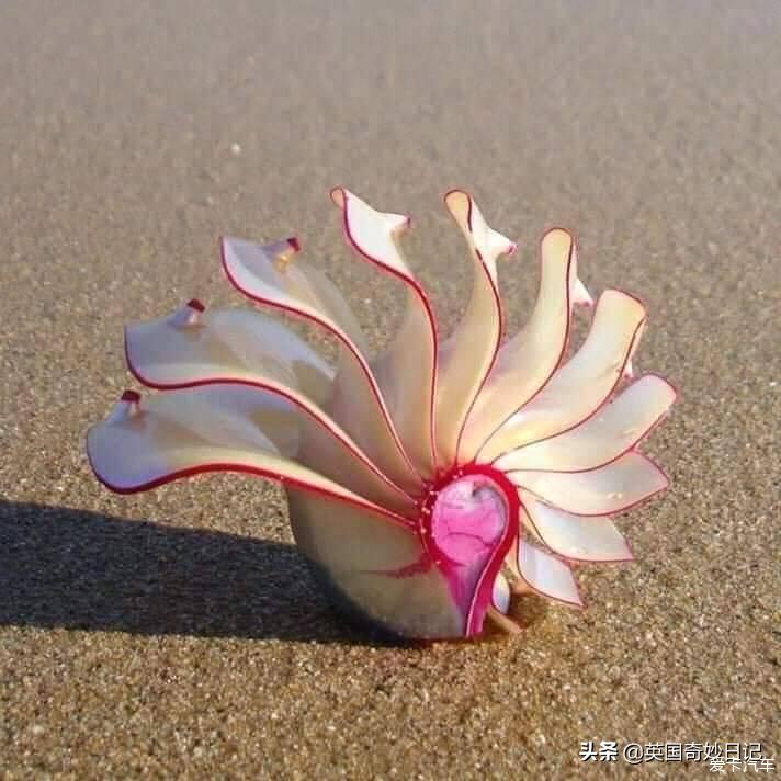 海边有这样美丽的贝壳么