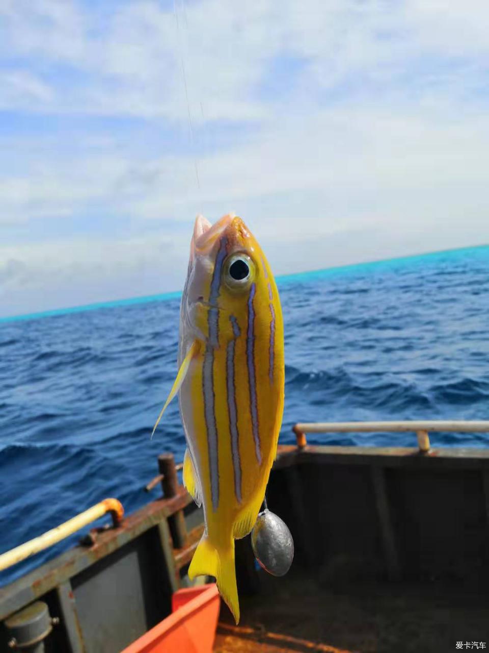 西沙群島的海水與魚