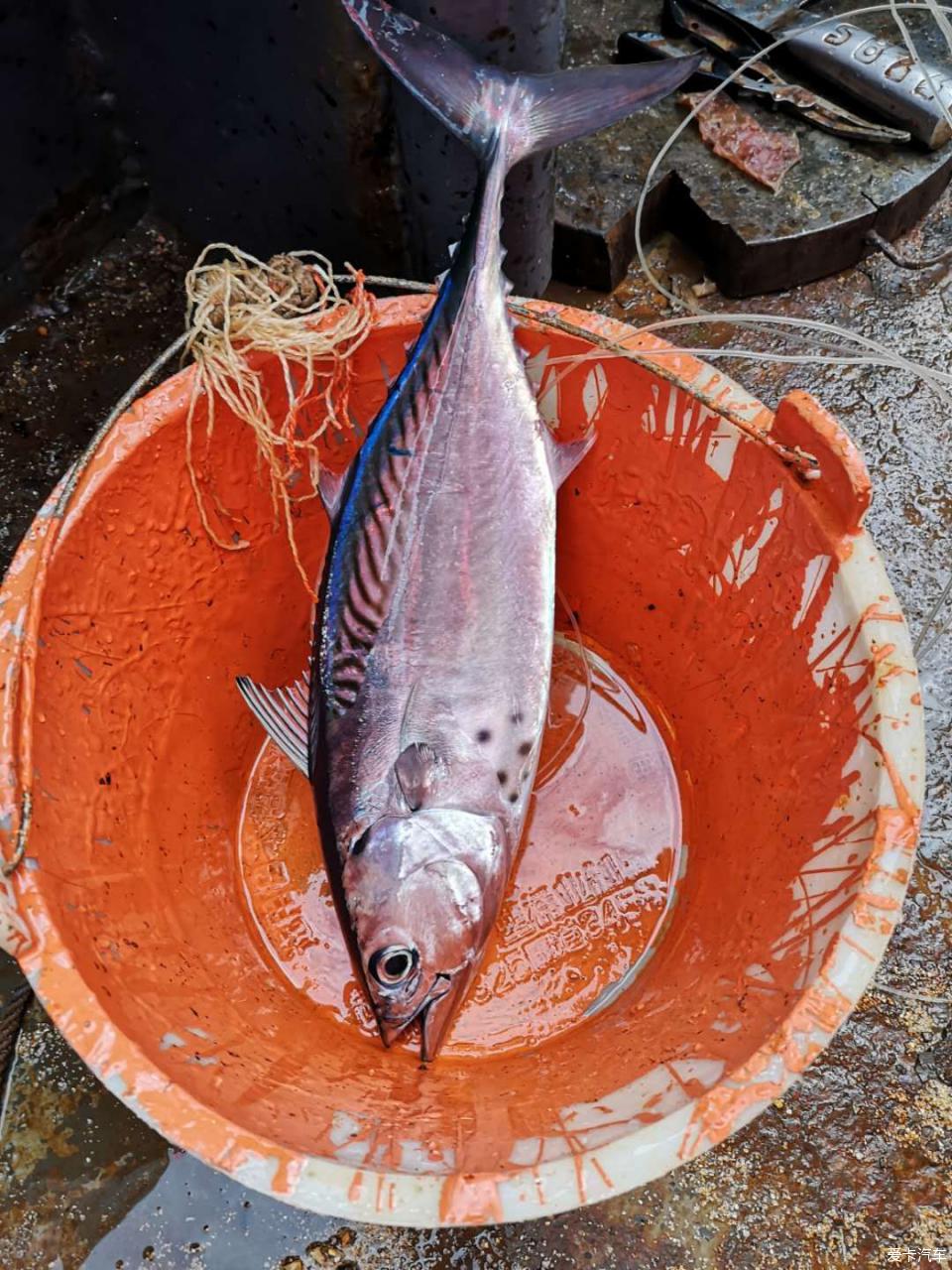 西沙群島的海水與魚