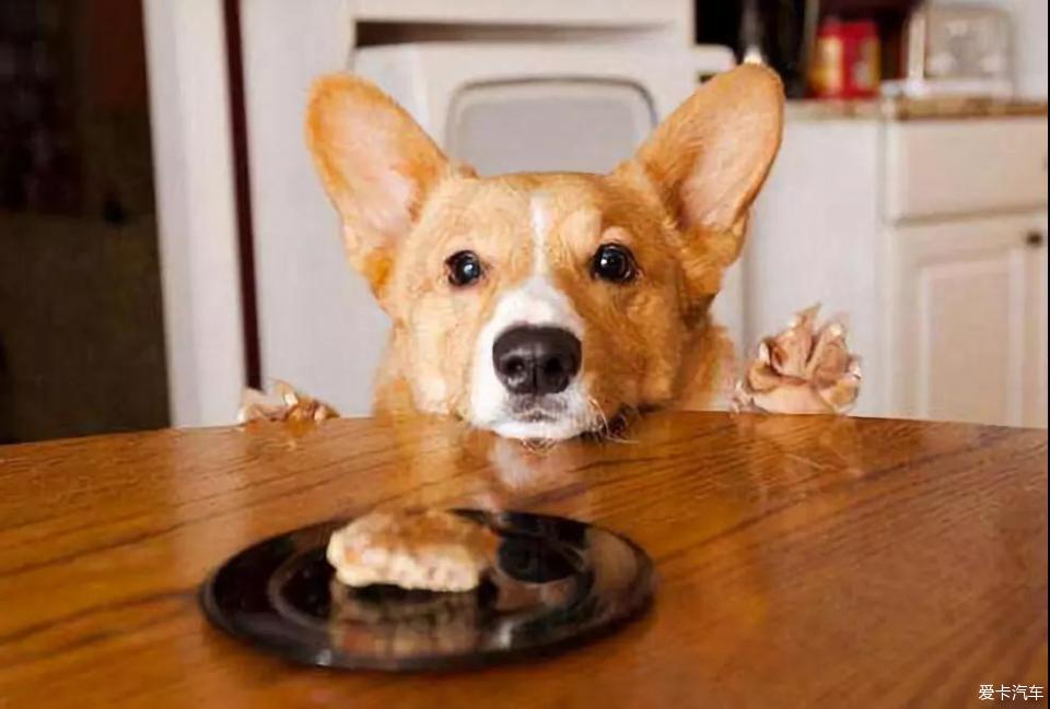 狗狗吃饭高清图片