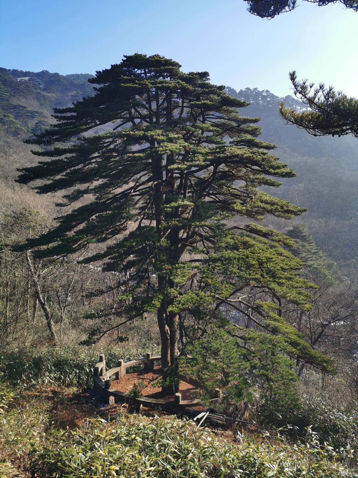 什麼時候都要像它一樣,團結一致——黃山團結松