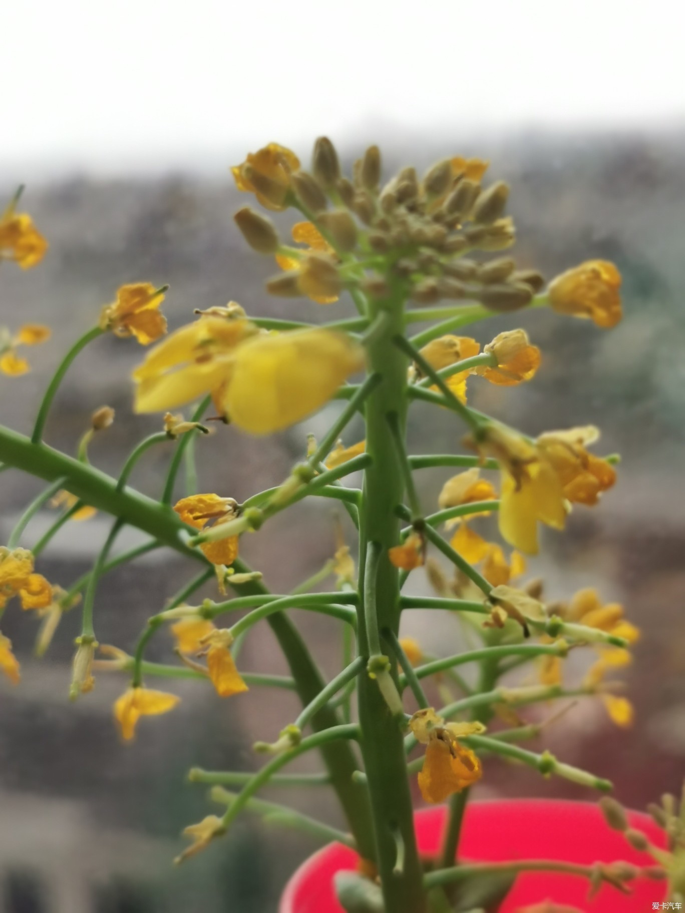 菜苔图片 开花图片