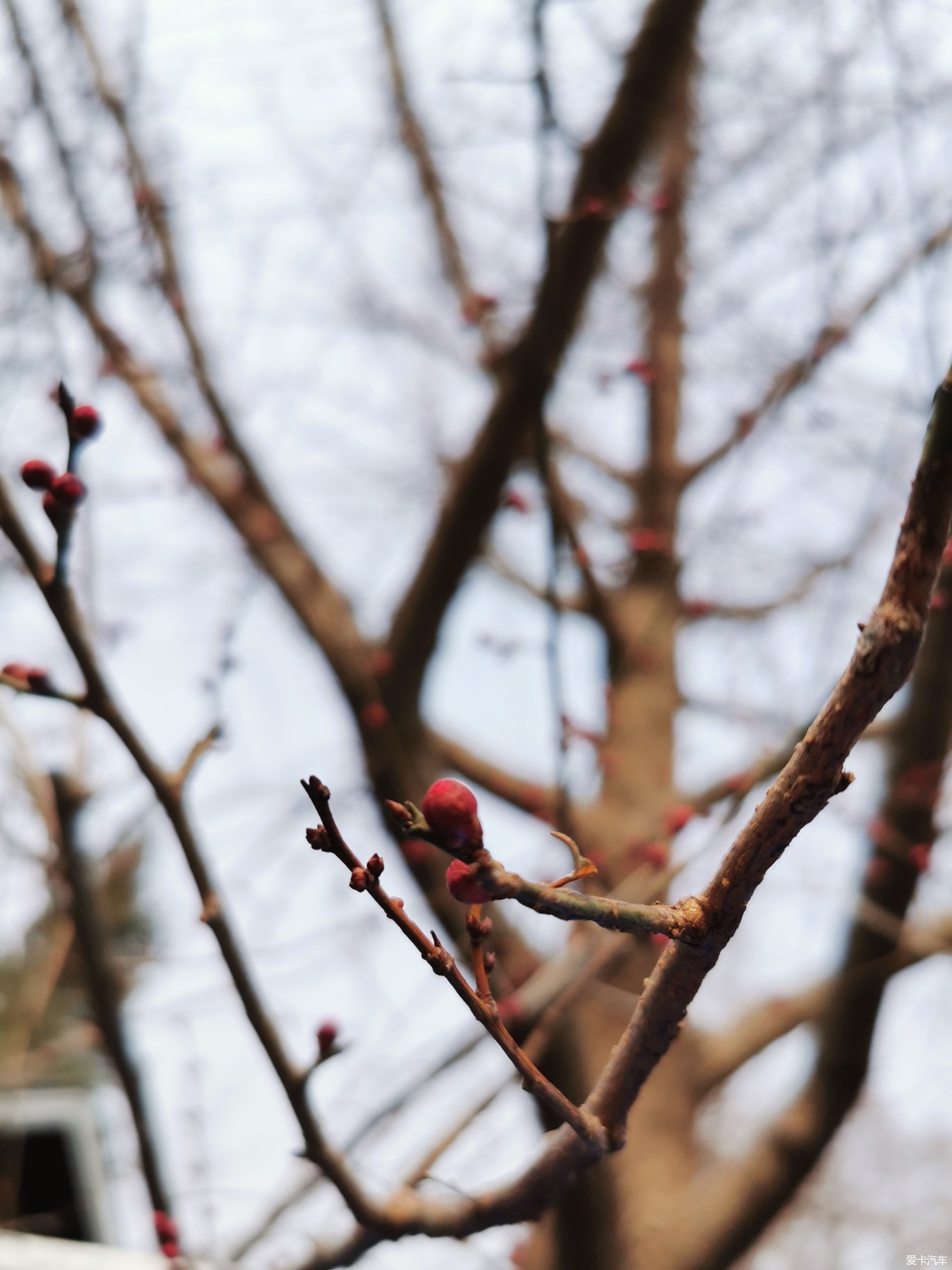 桃花綻放—-玉淵潭公園