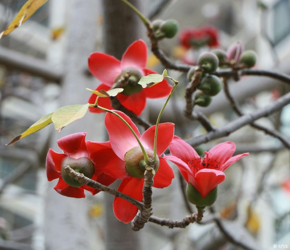 广州市市树市花图片