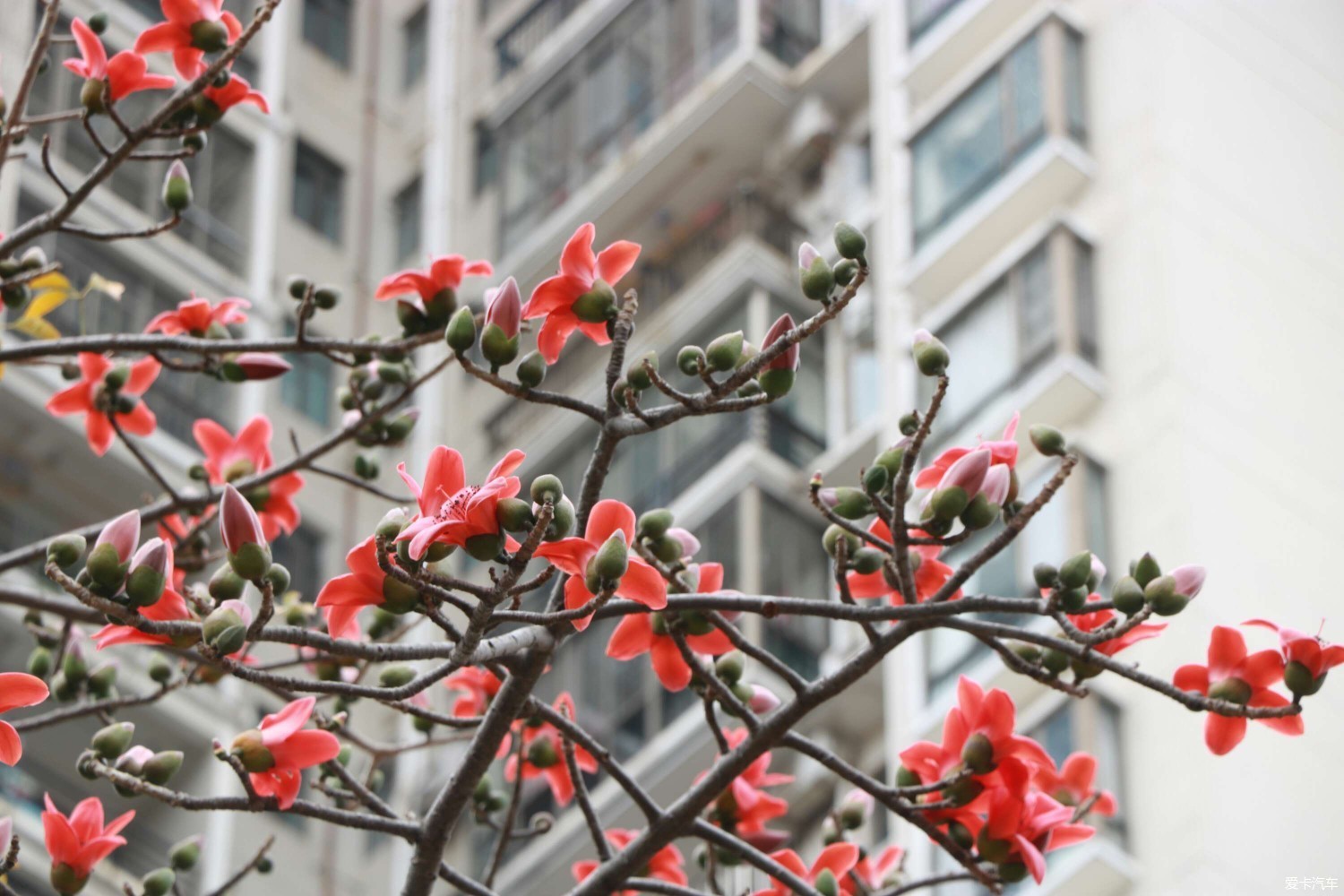 广州市市树市花图片