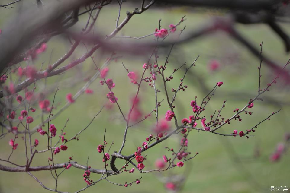 你想看的梅花高清圖片上海世紀公園賞梅賞花賞美女