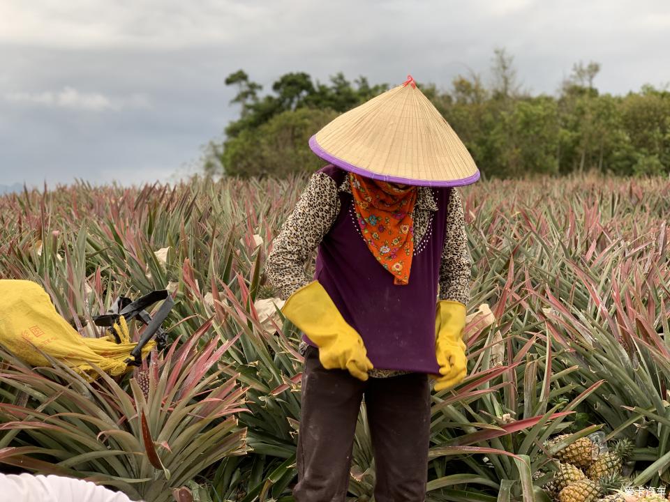 2020年勞作在海南的菠蘿地海