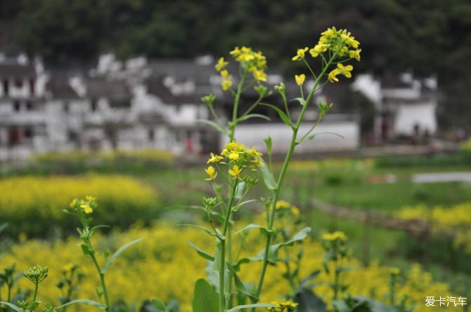 金黄油菜花 万物生长的喜悦