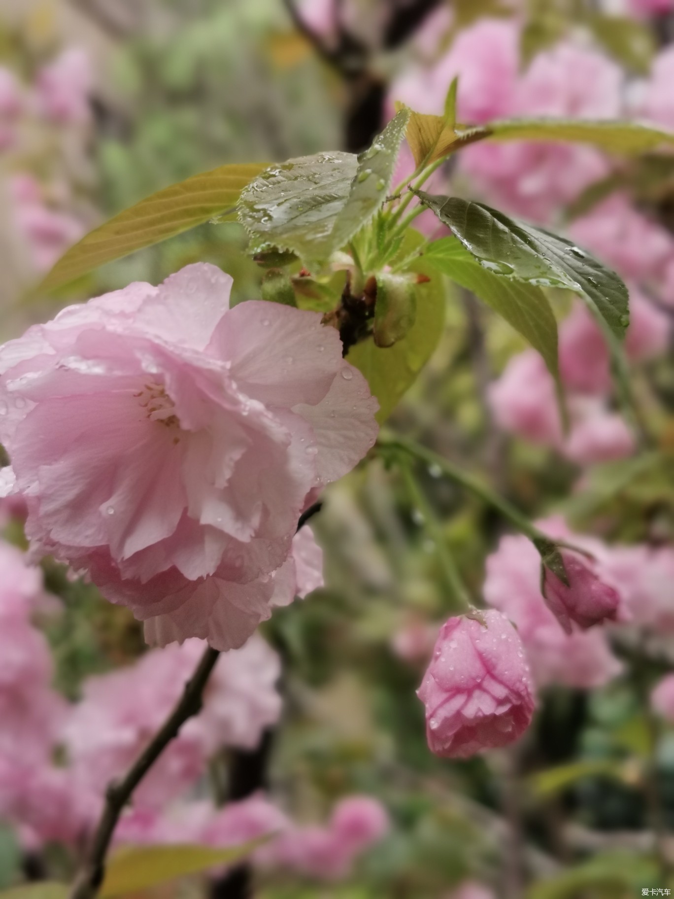 图 雨天的樱花