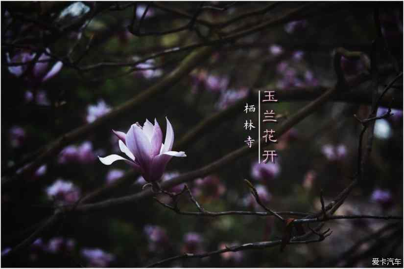 万树江边杏,春风花草香,四时最好是三月