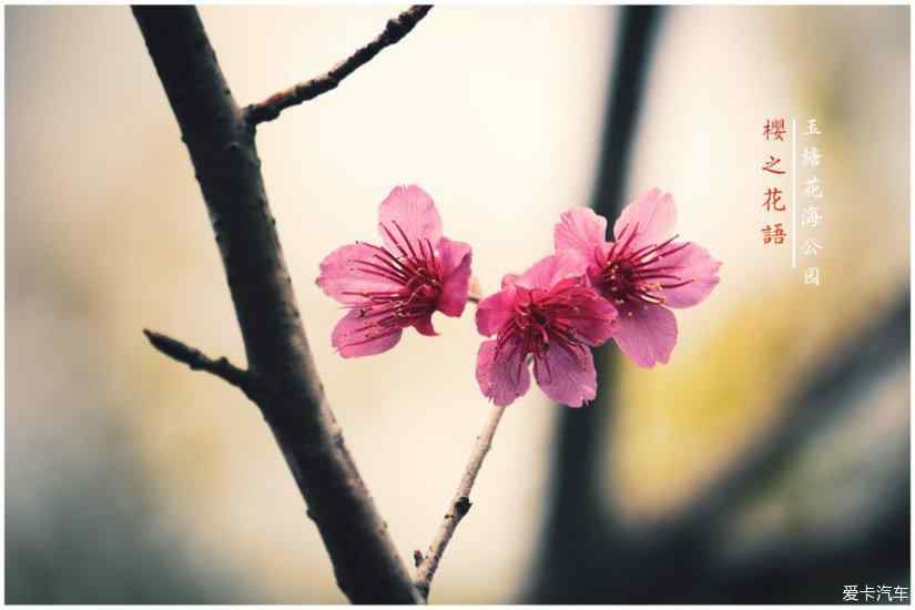 万树江边杏,春风花草香,四时最好是三月